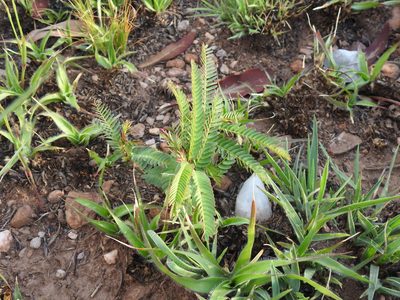 Chamaecrista mimosoides, photographed by Matthew Fainman