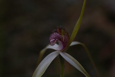 Caladenia longicauda, photographed by Hugo Innes