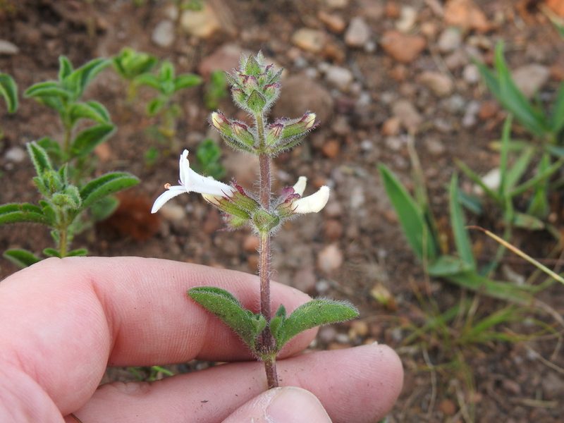 Syncolostemon pretoriae, photographed by Matthew Fainman