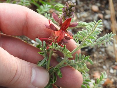 Indigofera oxytropis, photographed by Matthew Fainman
