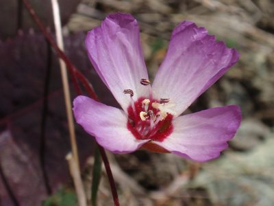 Clarkia franciscana, photographed by tomhilton