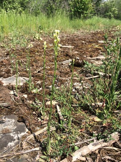 Arabis pycnocarpa, photographed by Étienne Lacroix-Carignan