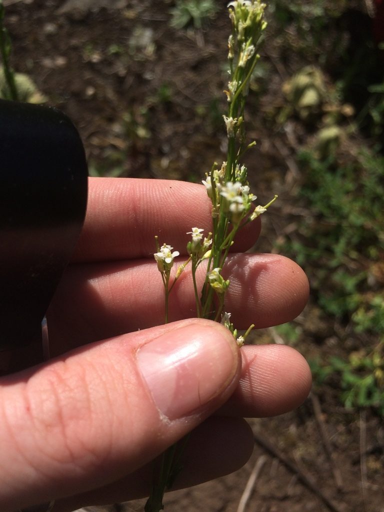 Arabis pycnocarpa, photographed by Étienne Lacroix-Carignan