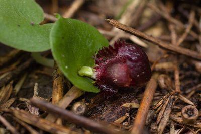 Corybas recurvus, photographed by Hugo Innes