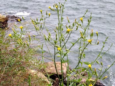 Crepis pulchra, photographed by Anna Petrosyan