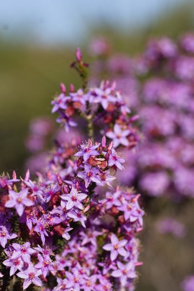 Calytrix leschenaultii, photographed by Hugo Innes
