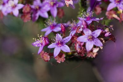 Calytrix leschenaultii, photographed by Hugo Innes