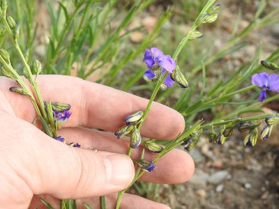 Polygala uncinata, photographed by Matthew Fainman