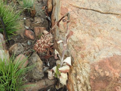 Kalanchoe thyrsiflora, photographed by Matthew Fainman