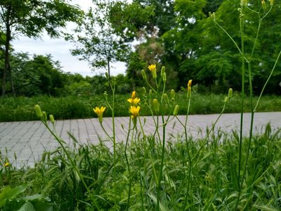 Crepis pulchra, photographed by Anna Petrosyan