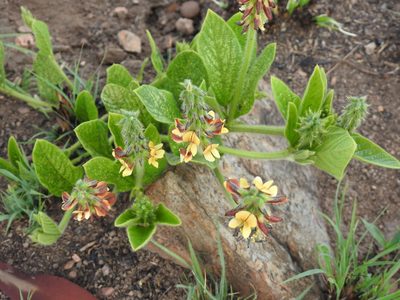 Eriosema cordatum, photographed by Matthew Fainman