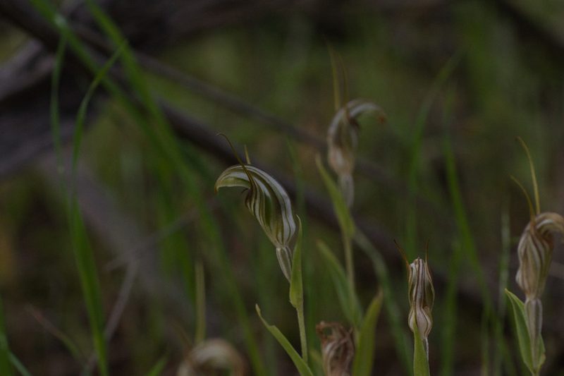 Pterostylis scabra, photographed by Hugo Innes