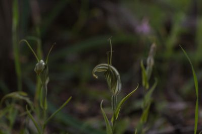 Pterostylis scabra, photographed by Hugo Innes