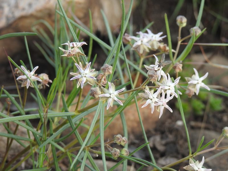 Asclepias stellifera, photographed by Matthew Fainman