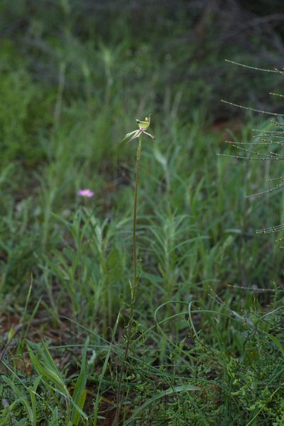 Caladenia roei, photographed by Hugo Innes