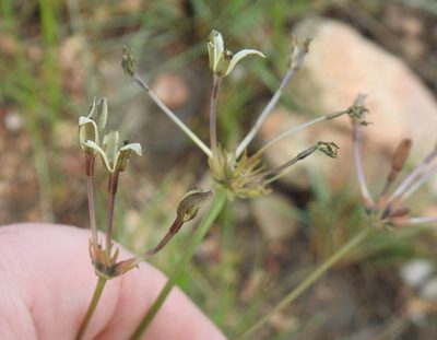 Kohautia amatymbica, photographed by Matthew Fainman