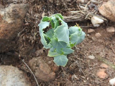 Senecio oxyriifolius, photographed by Matthew Fainman