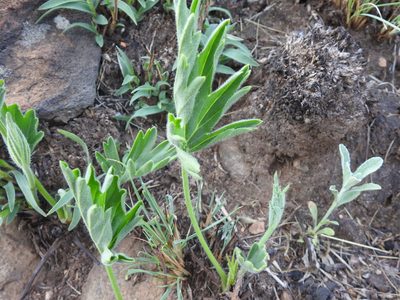 Pelargonium luridum, photographed by Matthew Fainman