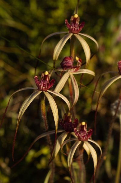 Caladenia radialis, photographed by Hugo Innes