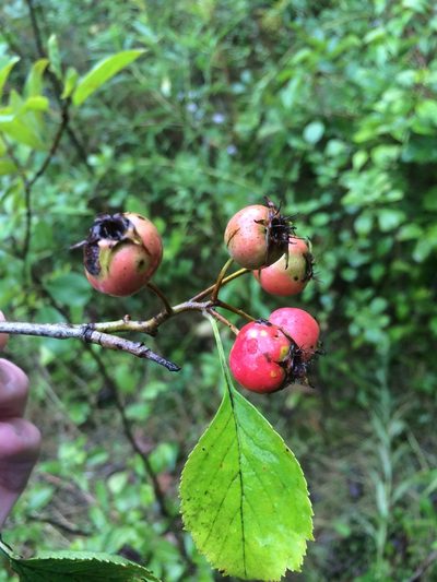 Crataegus suborbiculata, photographed by Étienne Lacroix-Carignan