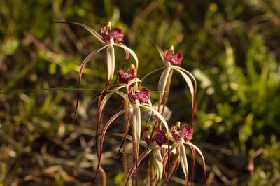 Caladenia radialis, photographed by Hugo Innes