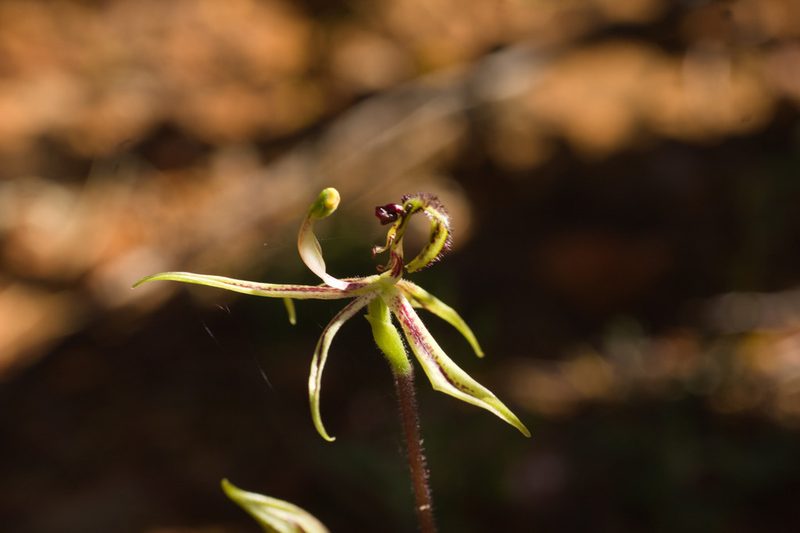 Caladenia mesocera, photographed by Hugo Innes