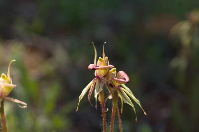 Caladenia doutchiae, photographed by Hugo Innes