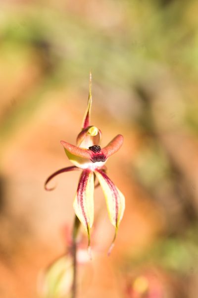 Caladenia doutchiae, photographed by Hugo Innes