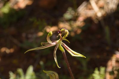 Caladenia mesocera, photographed by Hugo Innes