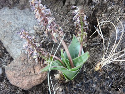 Ledebouria luteola, photographed by Matthew Fainman