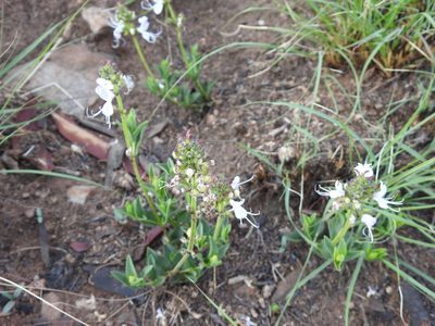 Ocimum obovatum, photographed by Matthew Fainman