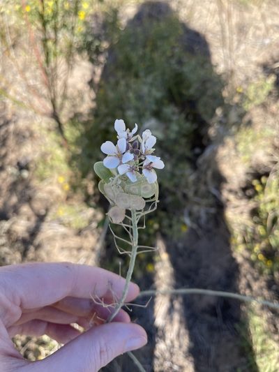 Dimorphocarpa candicans, photographed by Emily Geest