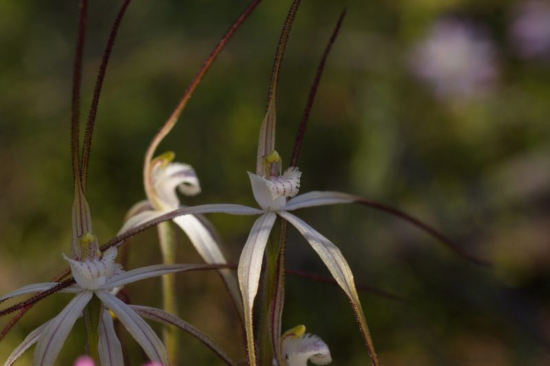 Caladenia varians, photographed by Hugo Innes