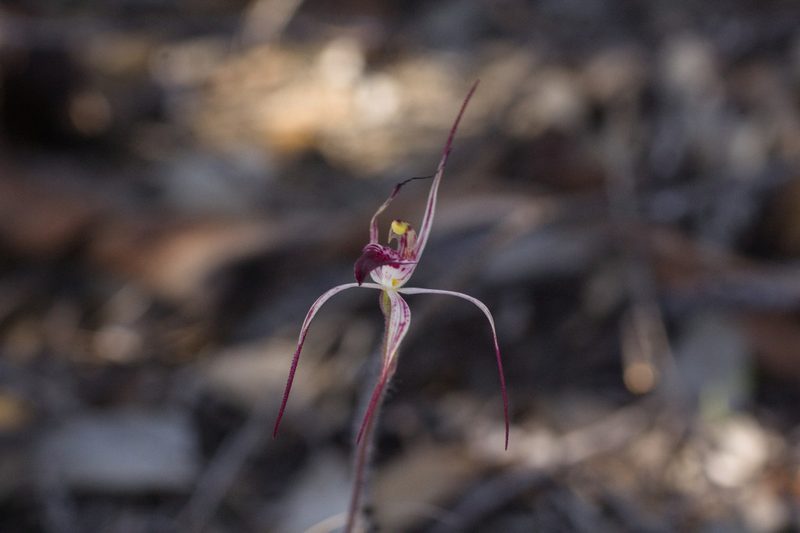 Caladenia radialis, photographed by Hugo Innes