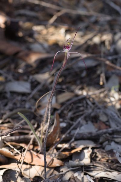 Caladenia radialis, photographed by Hugo Innes