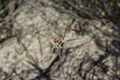 Caladenia radialis, photographed by Hugo Innes