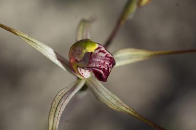 Caladenia radialis, photographed by Hugo Innes
