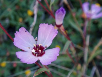 Clarkia franciscana, photographed by tomhilton