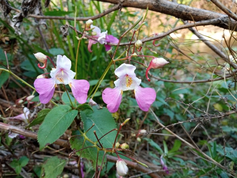 Impatiens balfourii, photographed by Josep Gesti