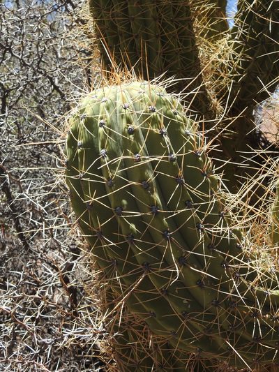Leucostele werdermanniana, photographed by Naturalist Tours