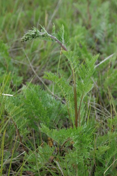 Artemisia laciniata, photographed by Syd Cannings
