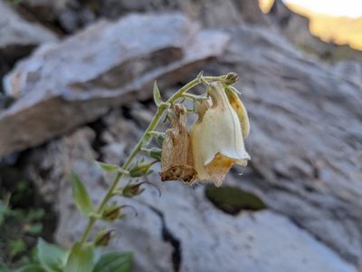 Digitalis grandiflora, photographed by Attila Oláh