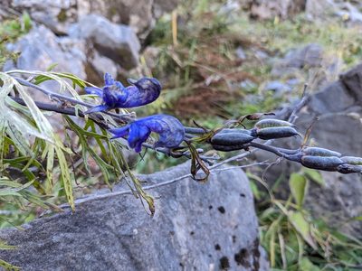 Aconitum napellus