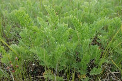 Artemisia laciniata, photographed by Syd Cannings
