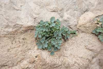 Sarcocapnos enneaphylla, photographed by Rafael Medina