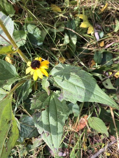 Rudbeckia fulgida, photographed by Andrew Sebastian