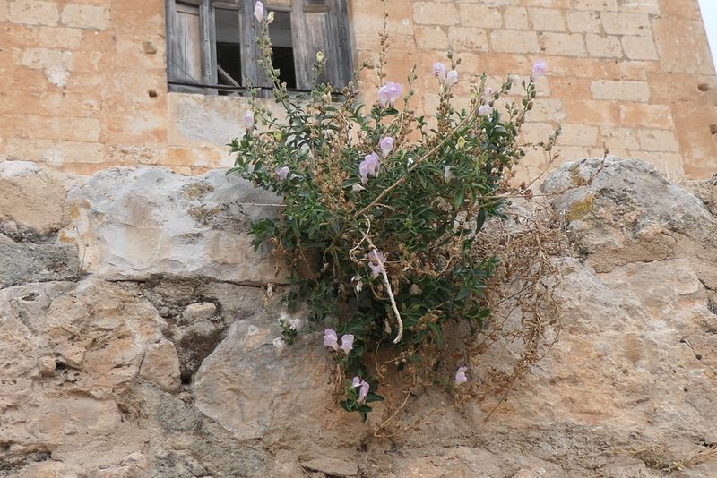 Antirrhinum graniticum, photographed by Rafael Medina