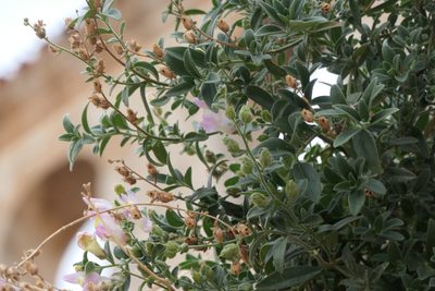Antirrhinum graniticum, photographed by Rafael Medina