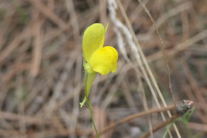Linaria spartea, photographed by Rafael Medina