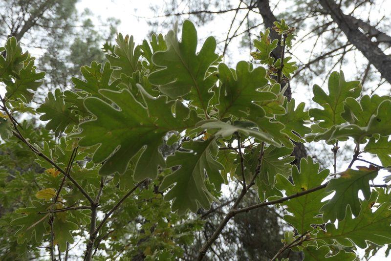 Quercus pyrenaica, photographed by Rafael Medina